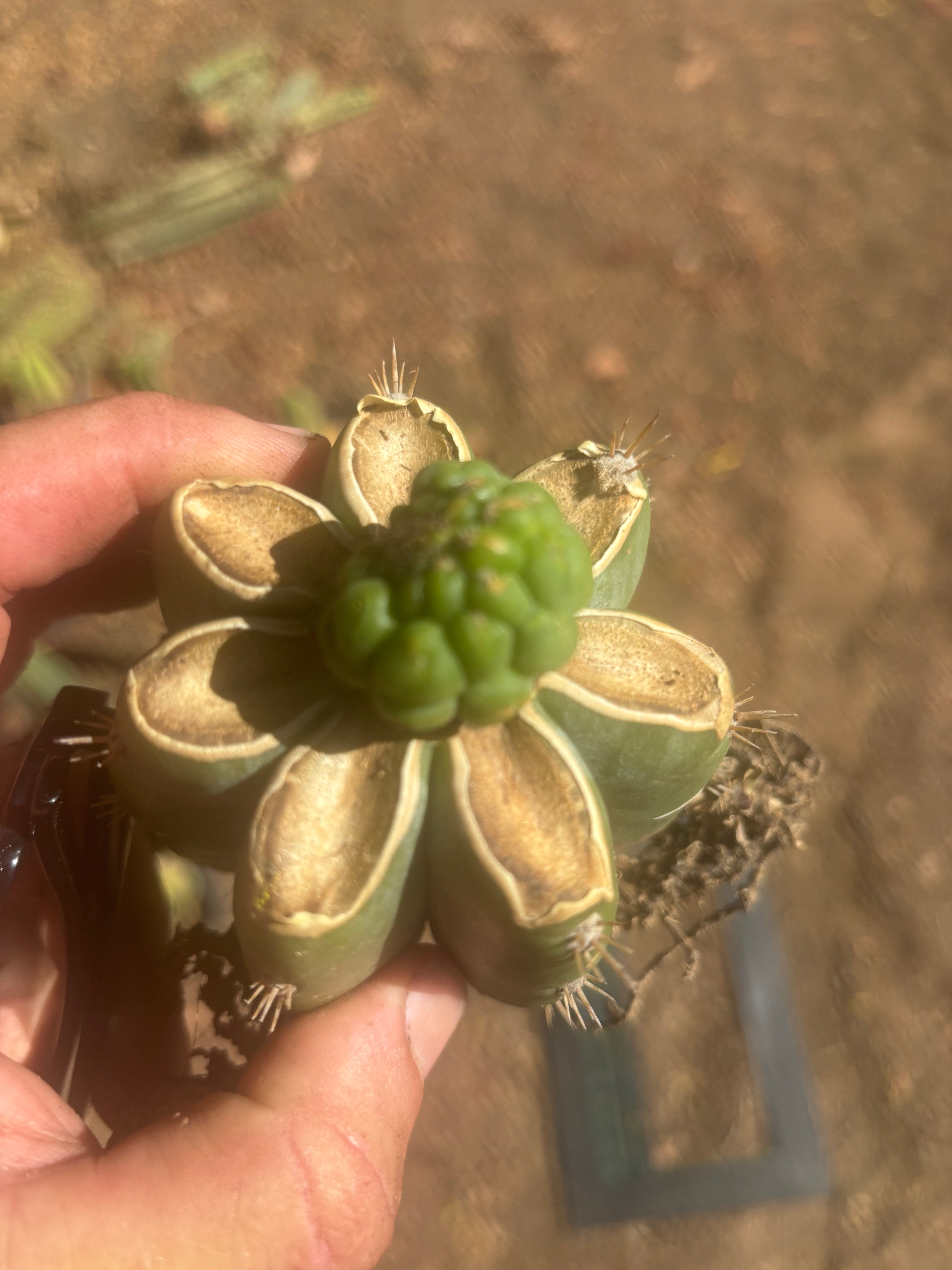 💎👑💎 Havran — Pup Graft on PC w/Roots
