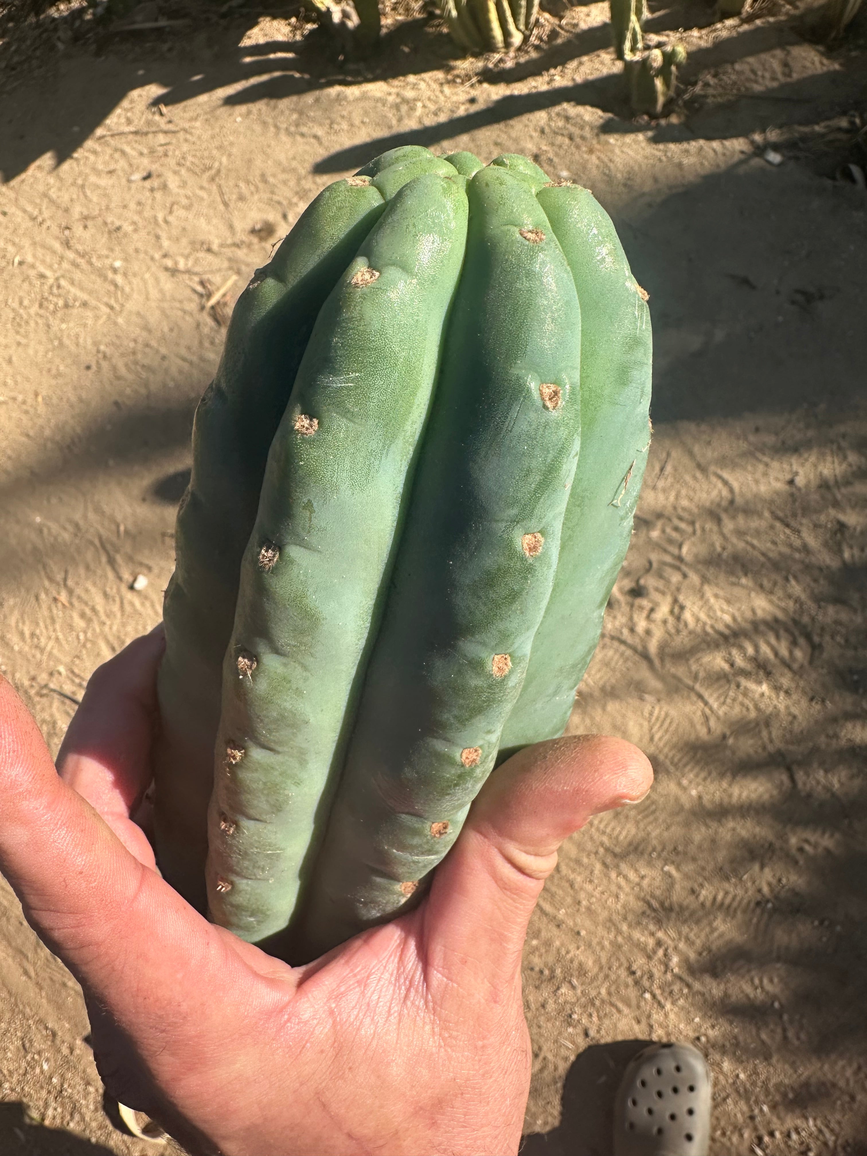 👑🌶️Jonesy02 — Fat 10” Melon Pup