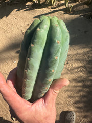 👑🌶️Jonesy02 — Fat 10” Melon Pup