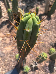 👑🌶️🌶️ Dulzura — 10” Tips (Sale!)