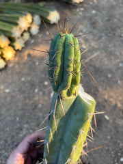 👑🌶️ Lumberjack— Rooted Mid w/Pup