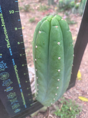 👑🌶️ Yogi — Fat 10” Pup