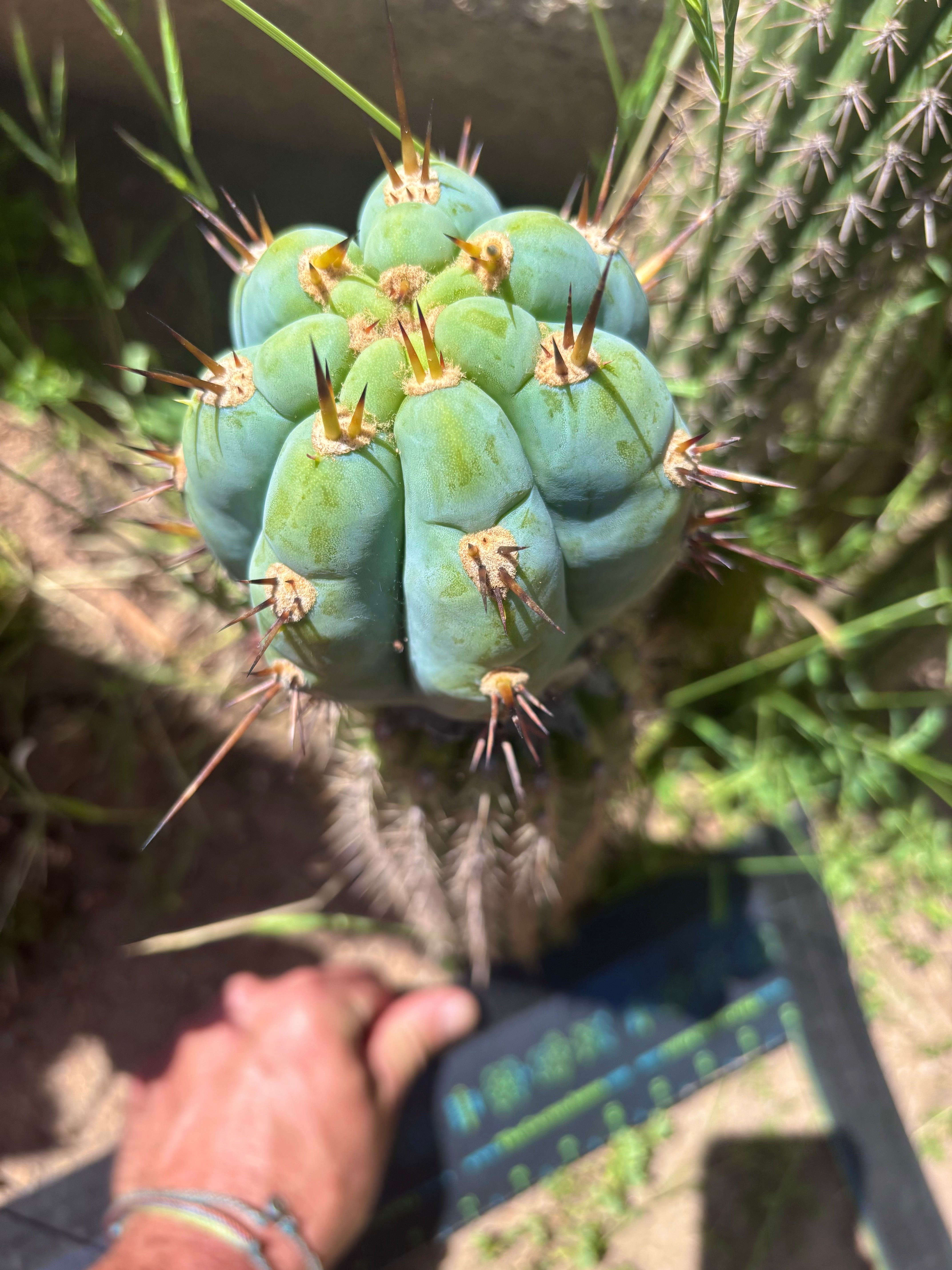 💎👑 BBG48.1540 — FAT Graft