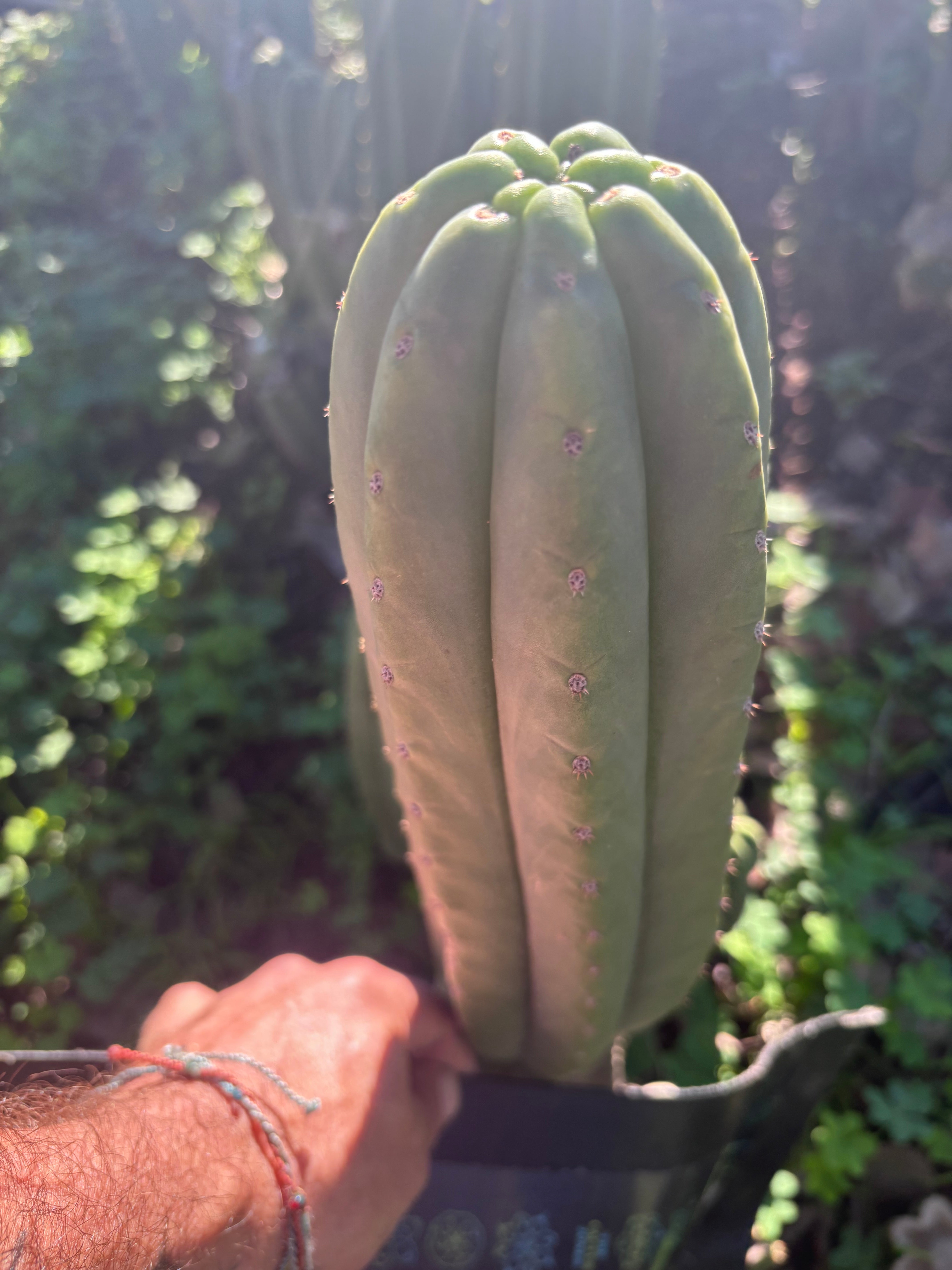 👑🌶️ The Field’s Pachanoi — Chonky 12” Tip