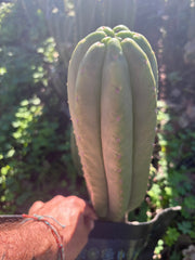 👑🌶️ The Field’s Pachanoi — Chonky 12” Tip