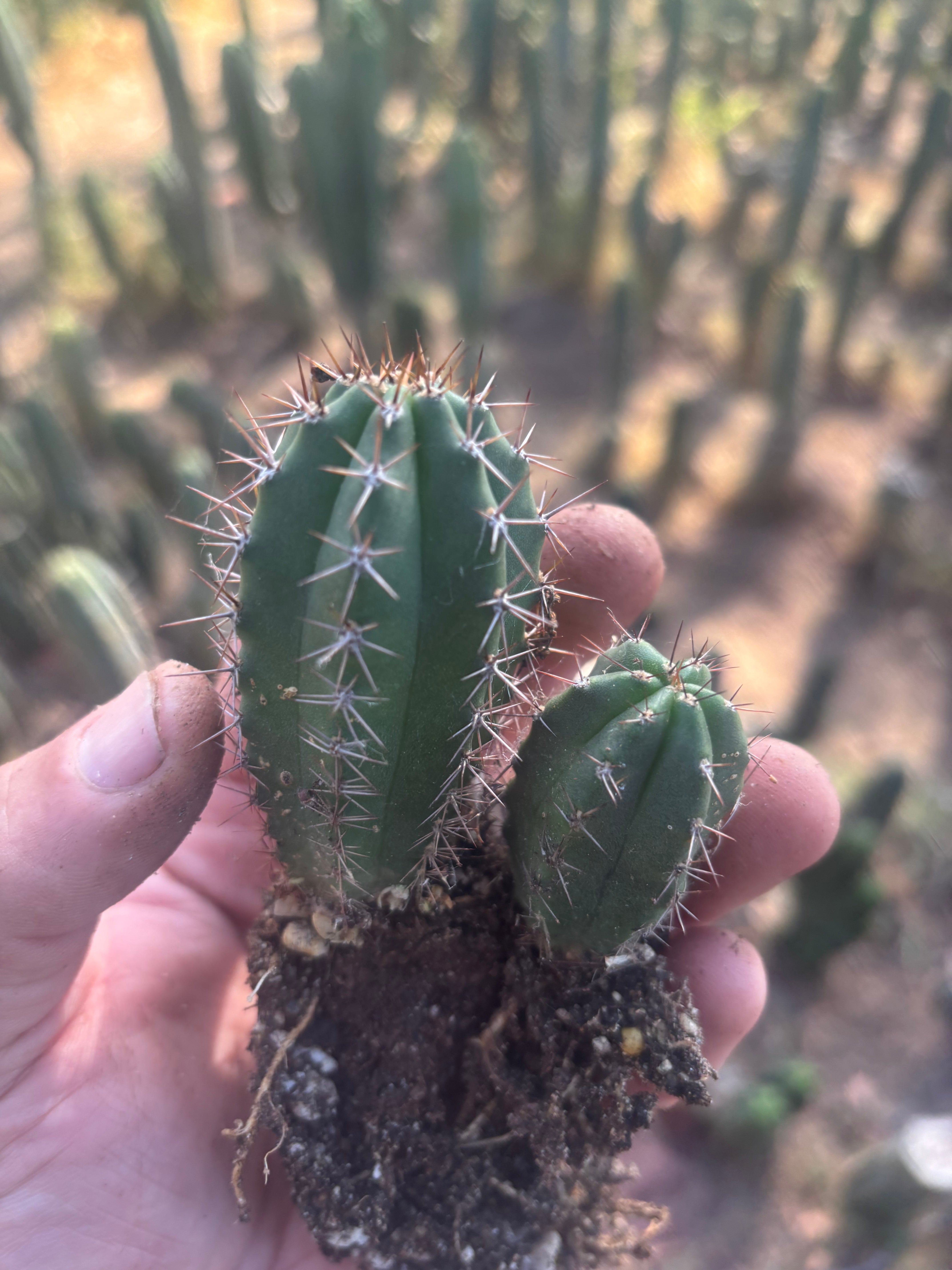 Add-On Freebie — TWO Pala x Ferret Seedlings (Copy)