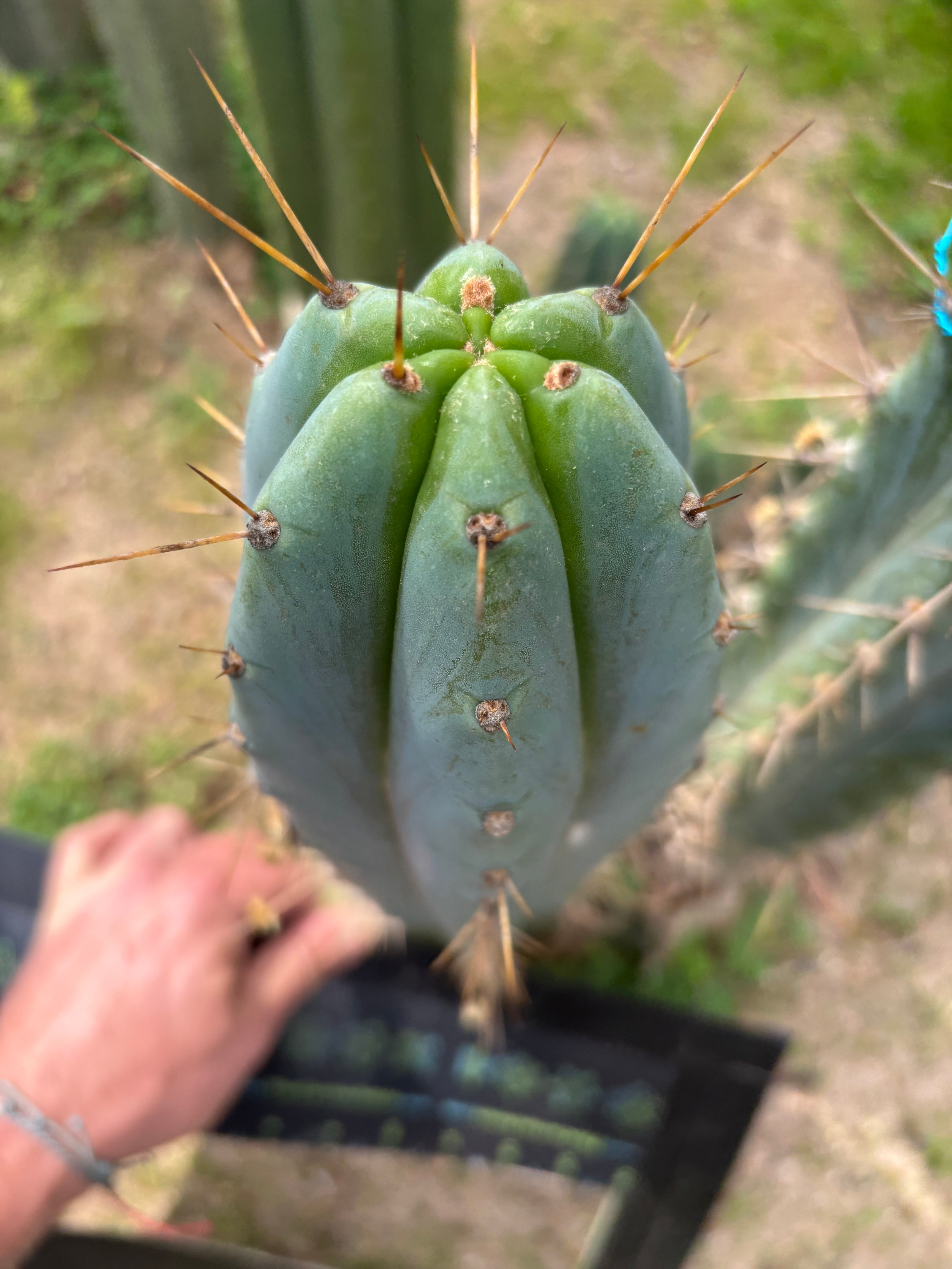 🌶️ 0102 — XL 14” Tip