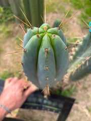 🌶️ 0102 — XL 14” Tip
