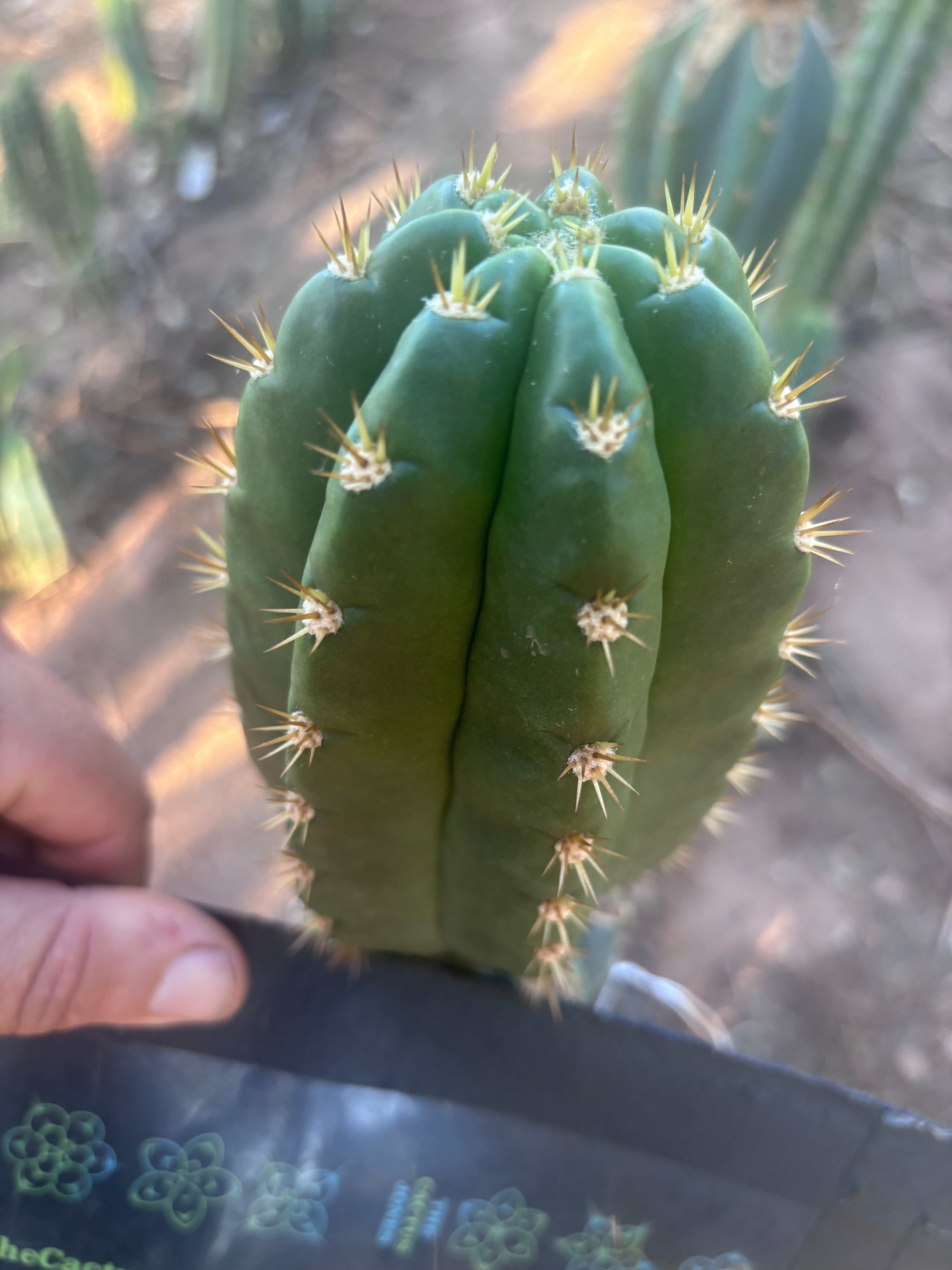💎👑💎🌶️ CareBear — 5.5” Tip