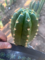 💎👑💎🌶️ CareBear — 5.5” Tip