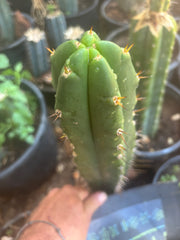 👑🌶️ Huari — 10” Tip