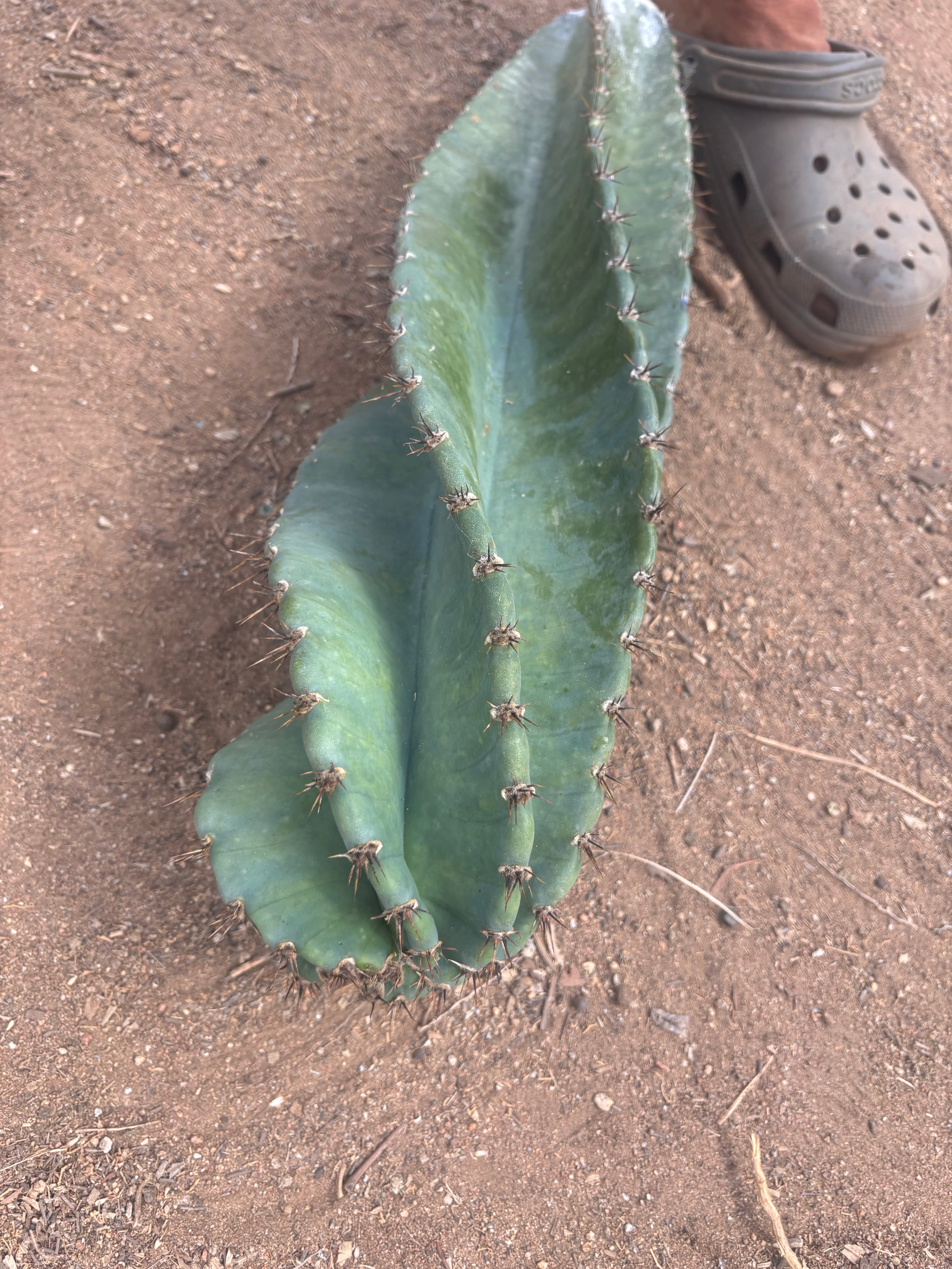 💎🌀 A Cereus Tornado  — XXL 21” Pup