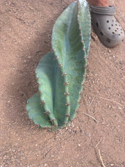 💎🌀 A Cereus Tornado  — XXL 21” Pup