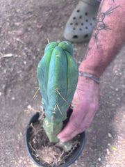 👑🌶️ Caballero — 11” Rooted