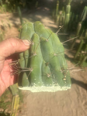 💎👑 Bruce’s Dragon — Thickest Tip Ever
