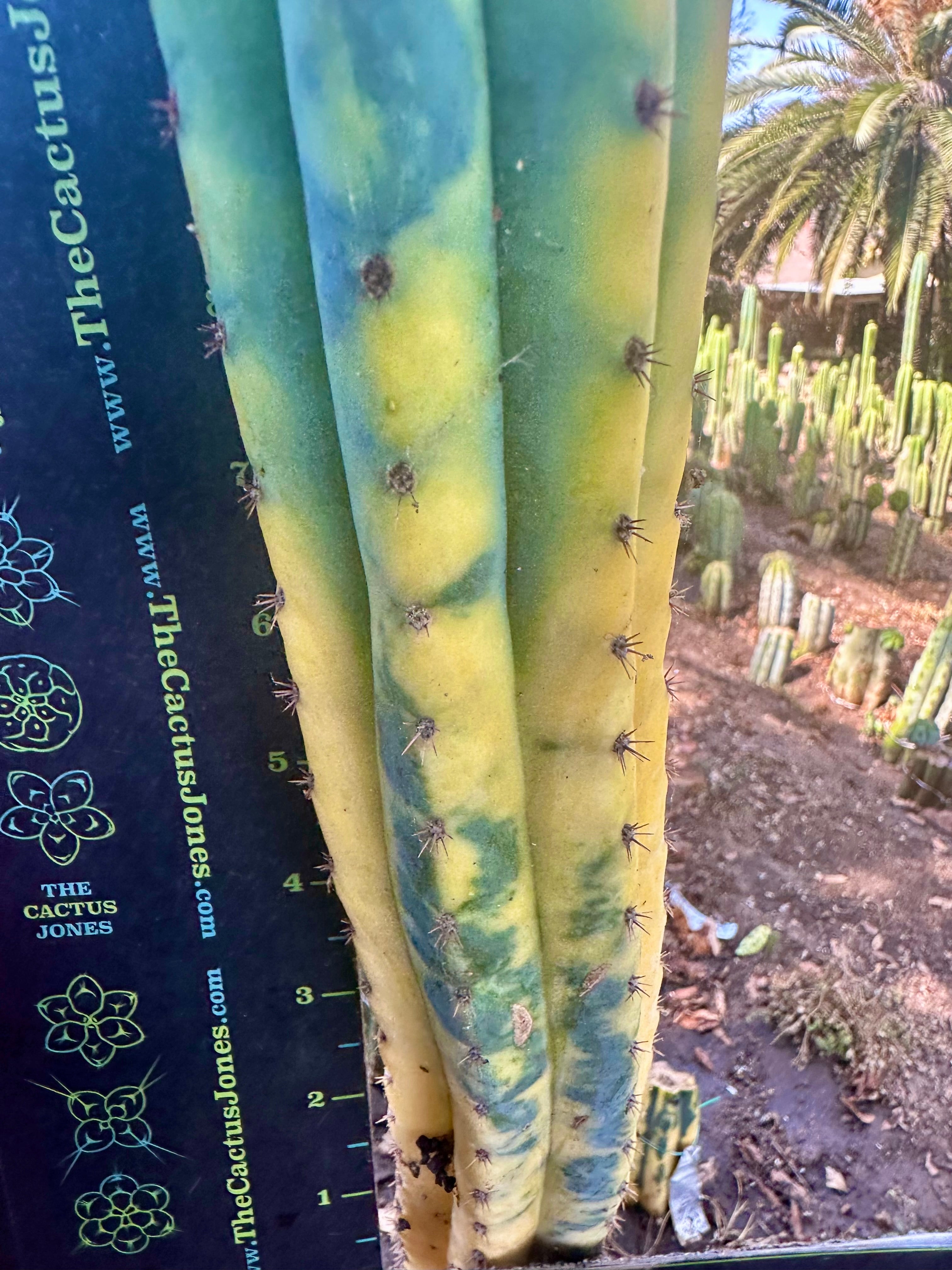 💎👑 Neon —  13” Tip