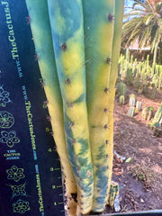 💎👑 Neon —  13” Tip