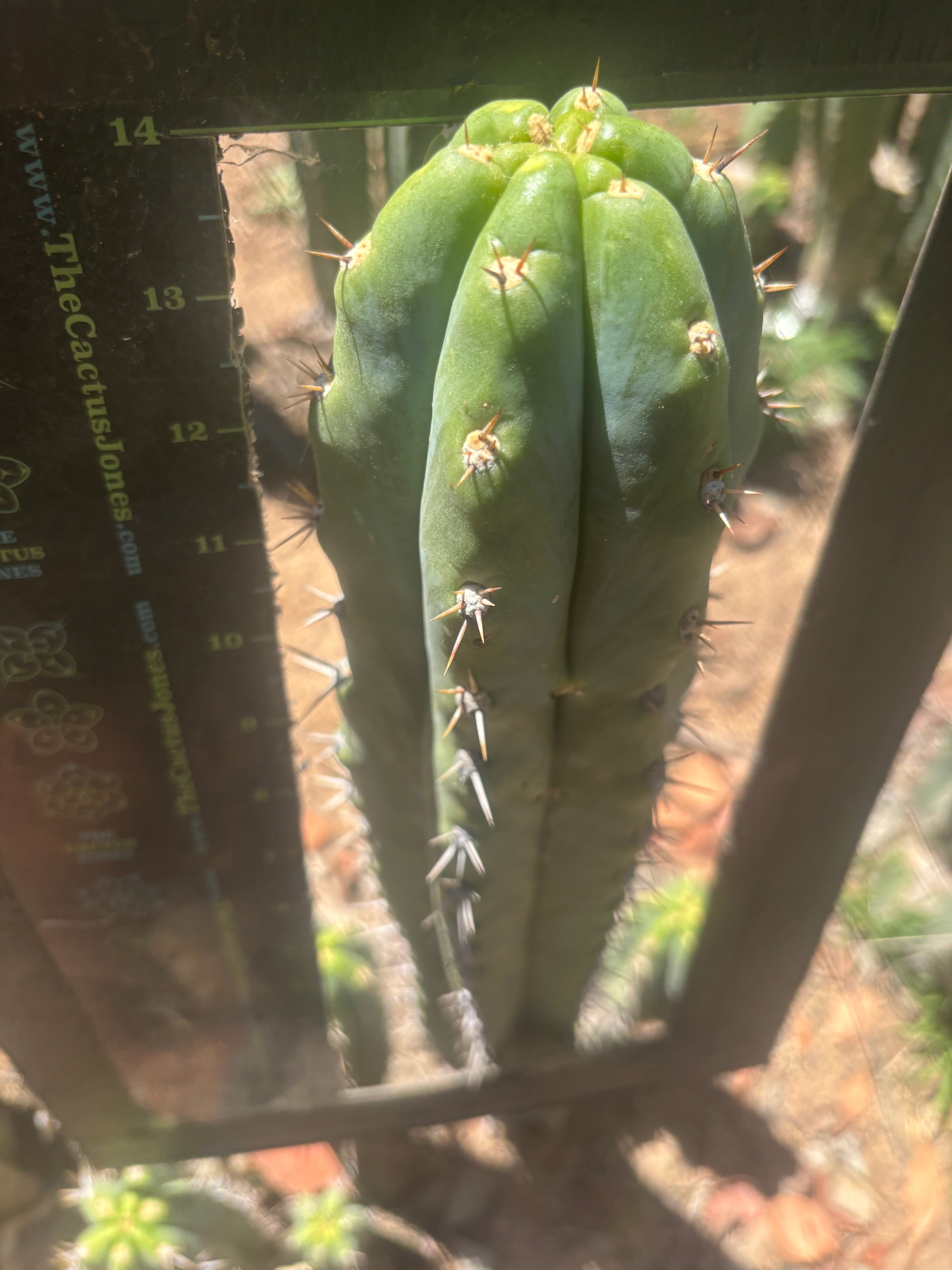 💎 Knuthianus — XL 14” Tip