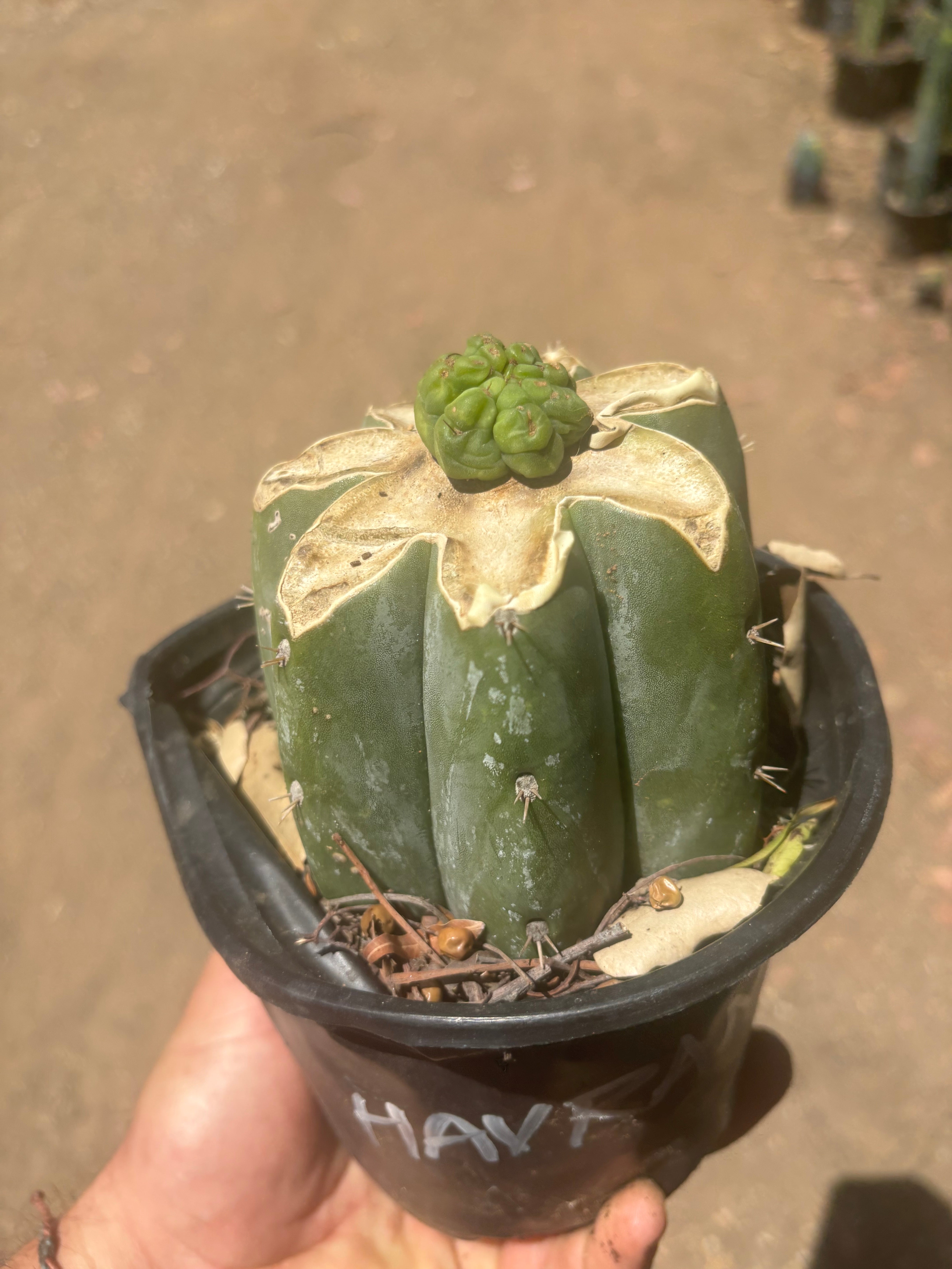 💎👑💎 Havran — Pup Graft on Rooted Shine01