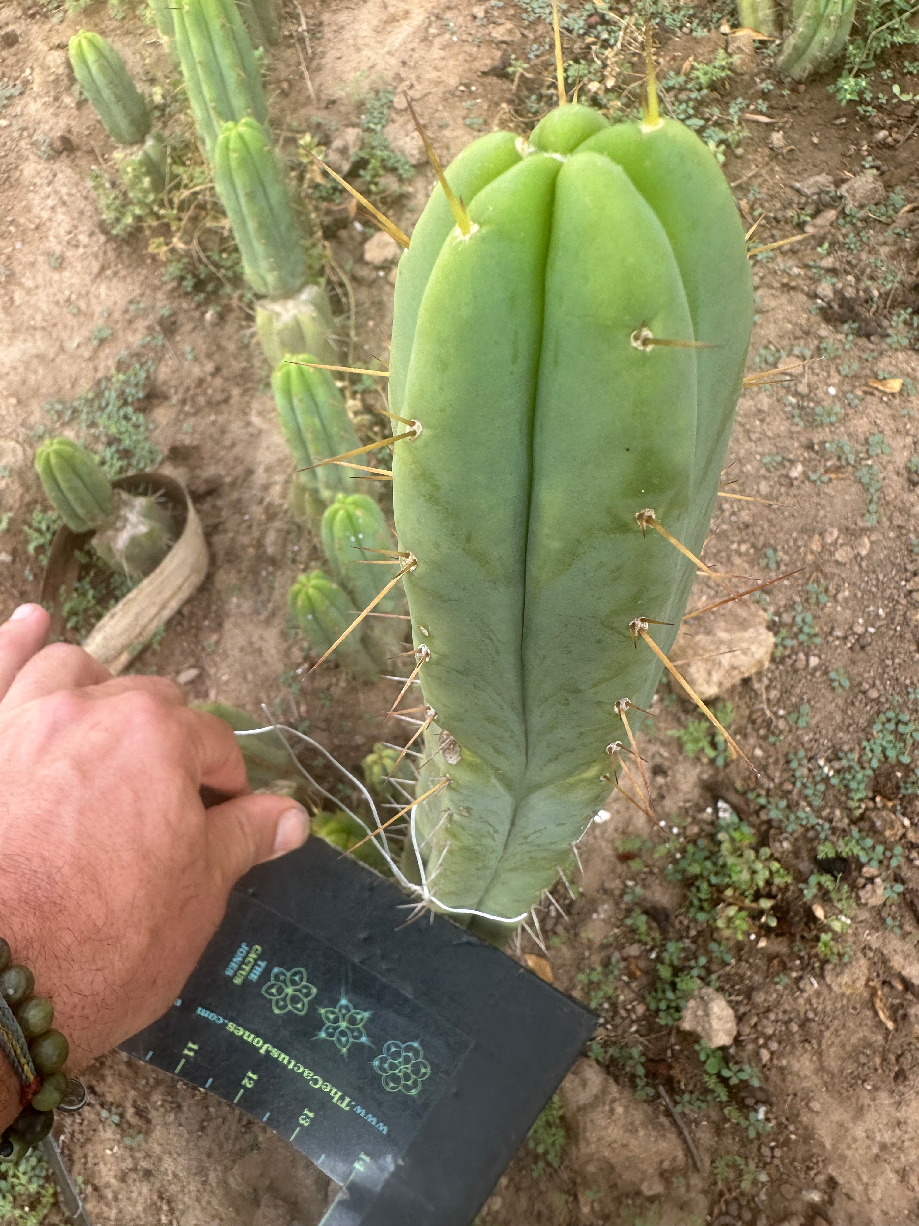 👑🌶️ Exotic Gardens Bridge — 12” Tip