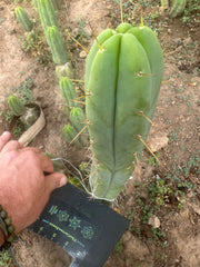 👑🌶️ Exotic Gardens Bridge — 12” Tip