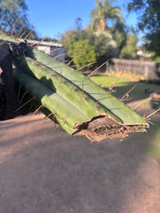 👑🌶️💎 Xochi — XXL 21” Tip