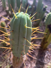 👑🌶️ MJC01  — 8” Pup