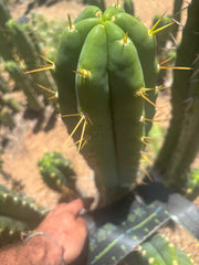 💎🌶️ Psycho0’ x SS01  — Massive 16” Tip