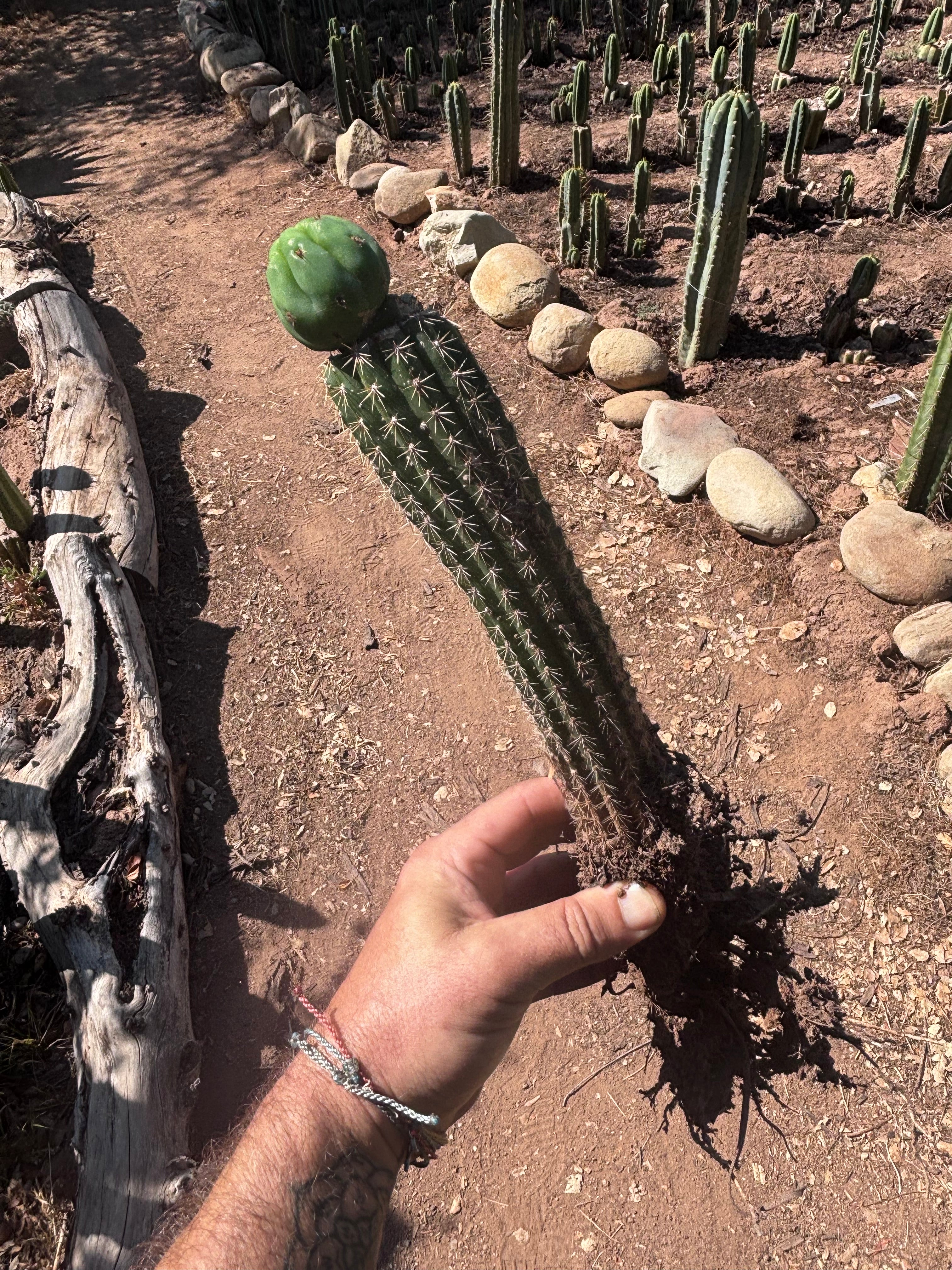 👑🌶️🌶️ KR04 — Whole Rooted Graft