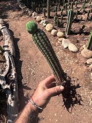 👑🌶️🌶️ KR04 — Whole Rooted Graft