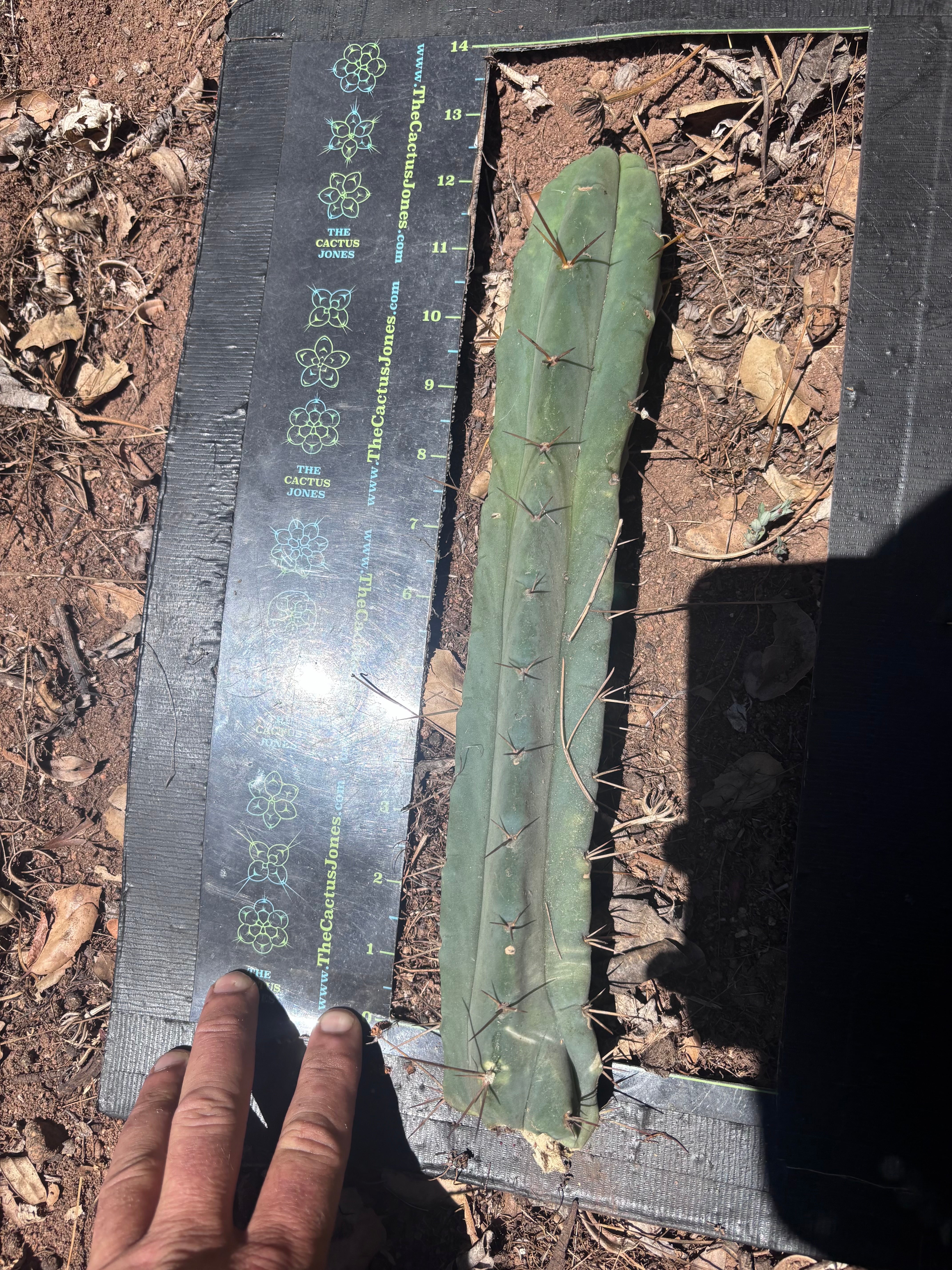 👑🌶️🌶️ Dulzura — 12” Tip