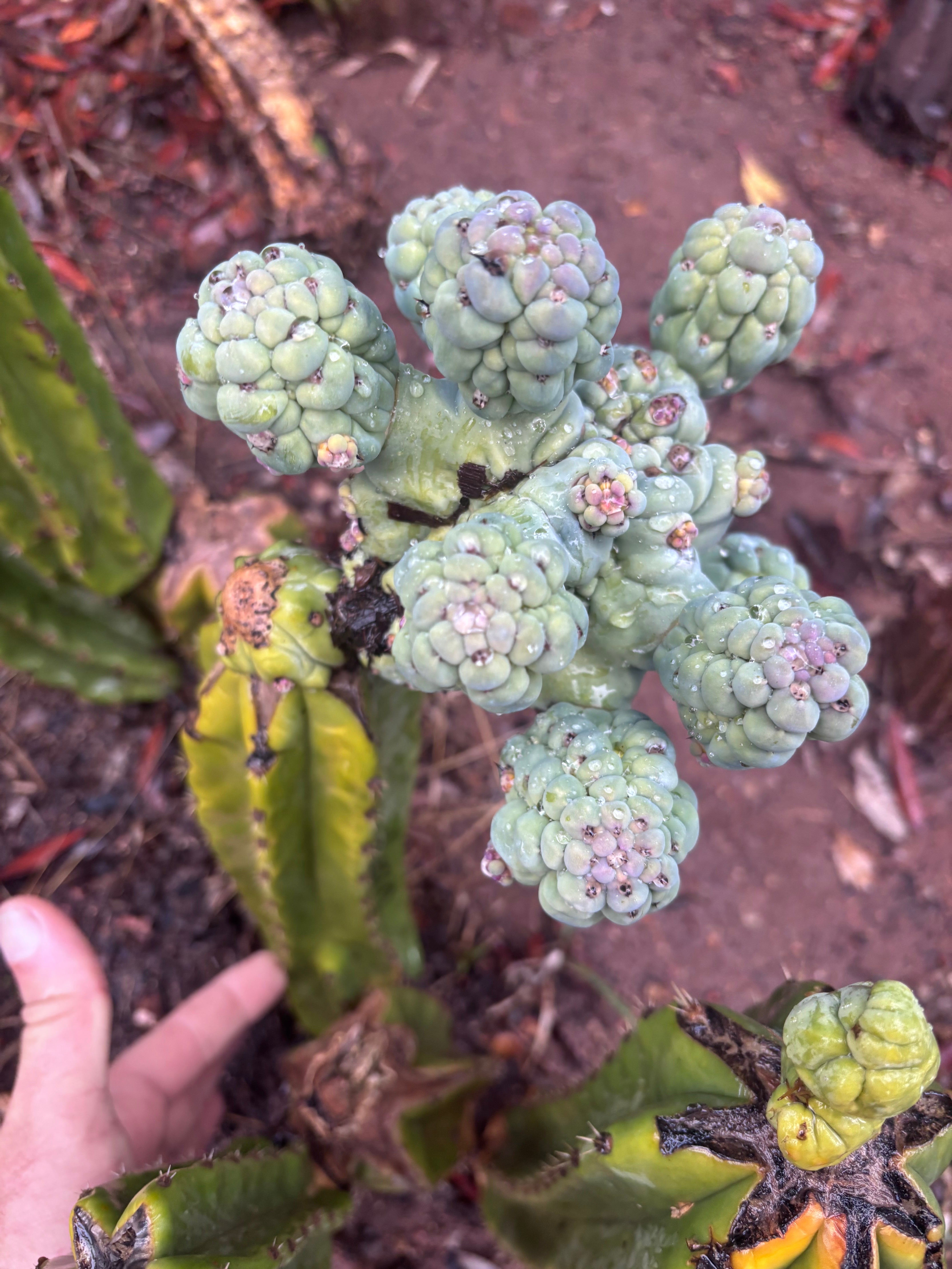 💎👑💎 Glorp — Another XL Pupsplosion Graft