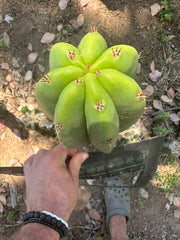 Bertha x Scop — *GIRTHY* 10” Tip