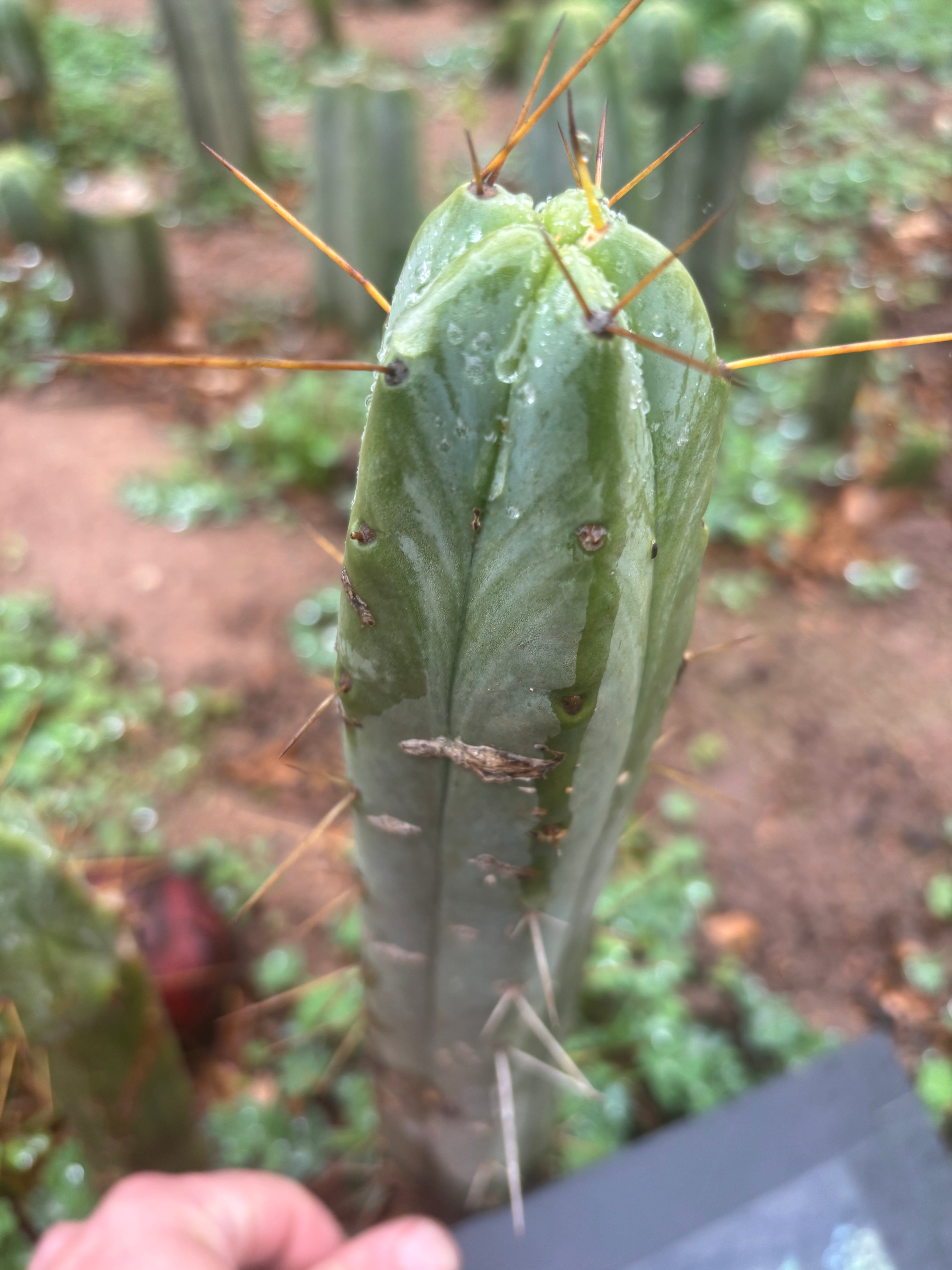 👑🌶️🌶️ Dulzura — 10” Tip