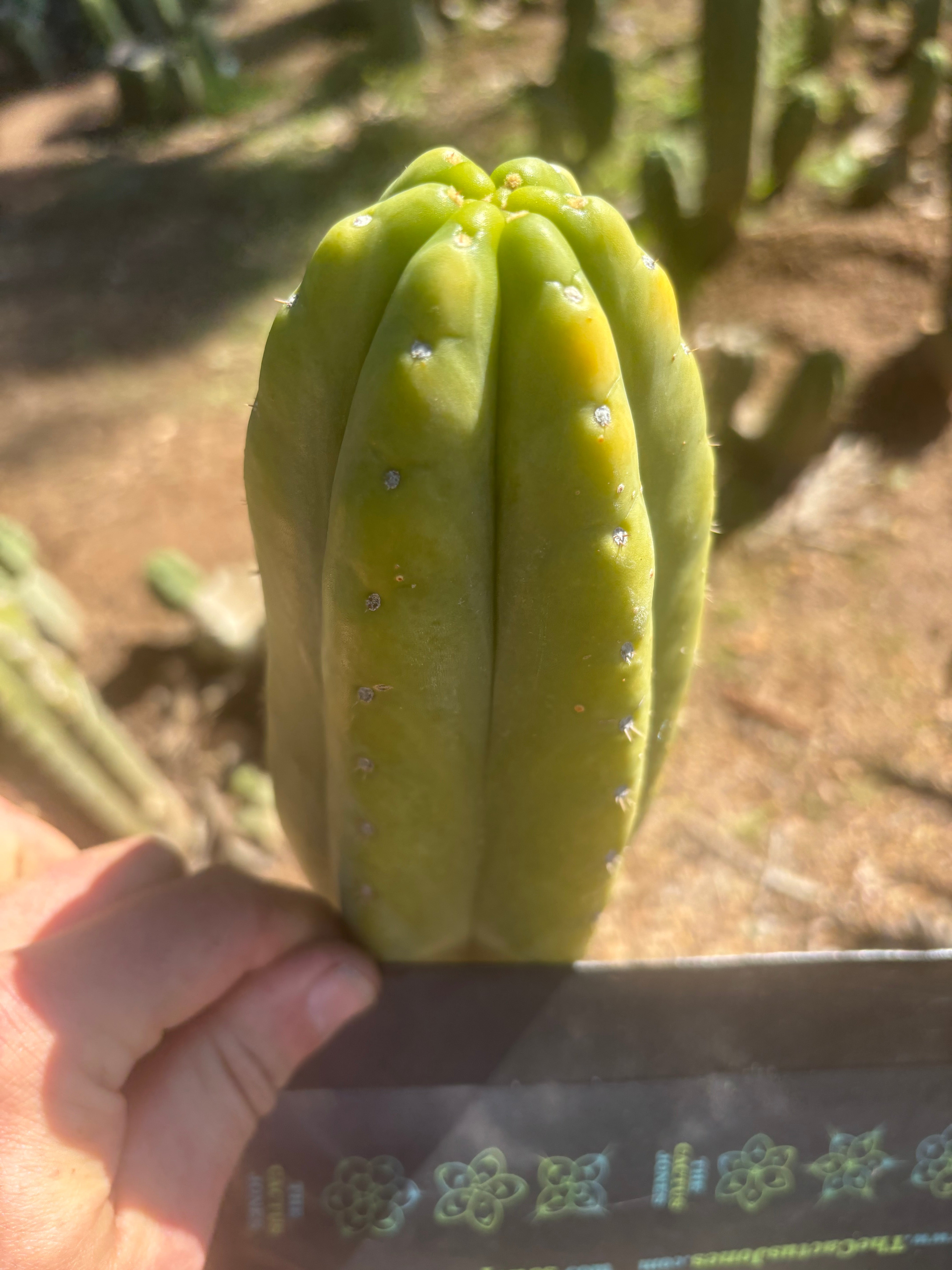 👑💎🌶️ “Lil Inca” / JN08.2379M  — Chunky 5.5” Tip