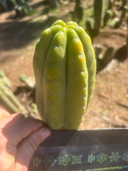 👑💎🌶️ “Lil Inca” / JN08.2379M  — Chunky 5.5” Tip
