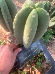 👑🌶️ Zulk — 9.5” Melon