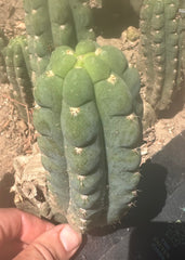 Custom Listing for A.Pogzeba