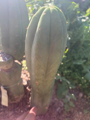 💎👑🌶️ LMP — 7” Tip