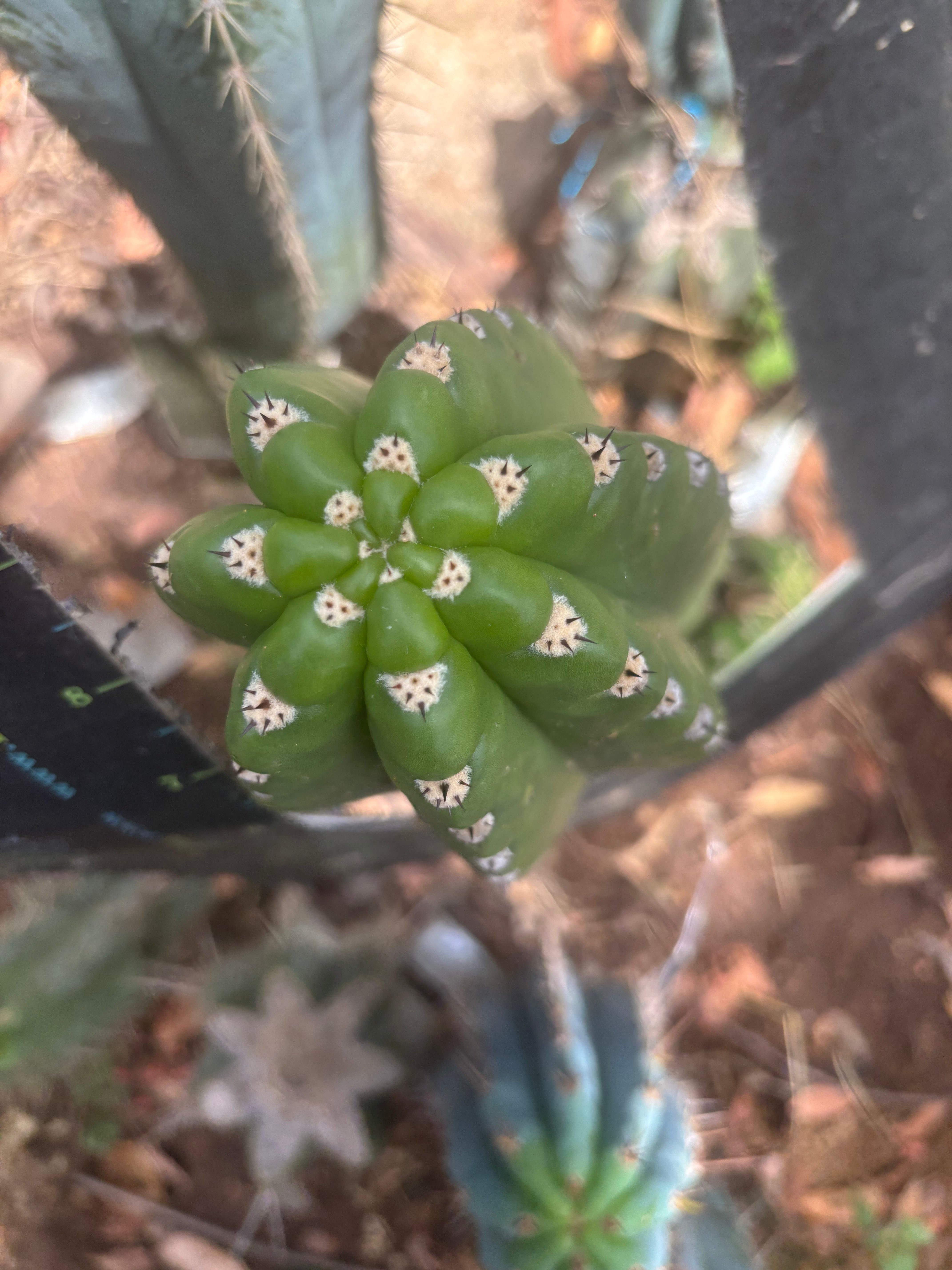💎🦄 JS444 x Pluto (Cross Genus!) — 9” Tip