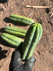 👑🌶️🌶️ Ogun — 9” Tips