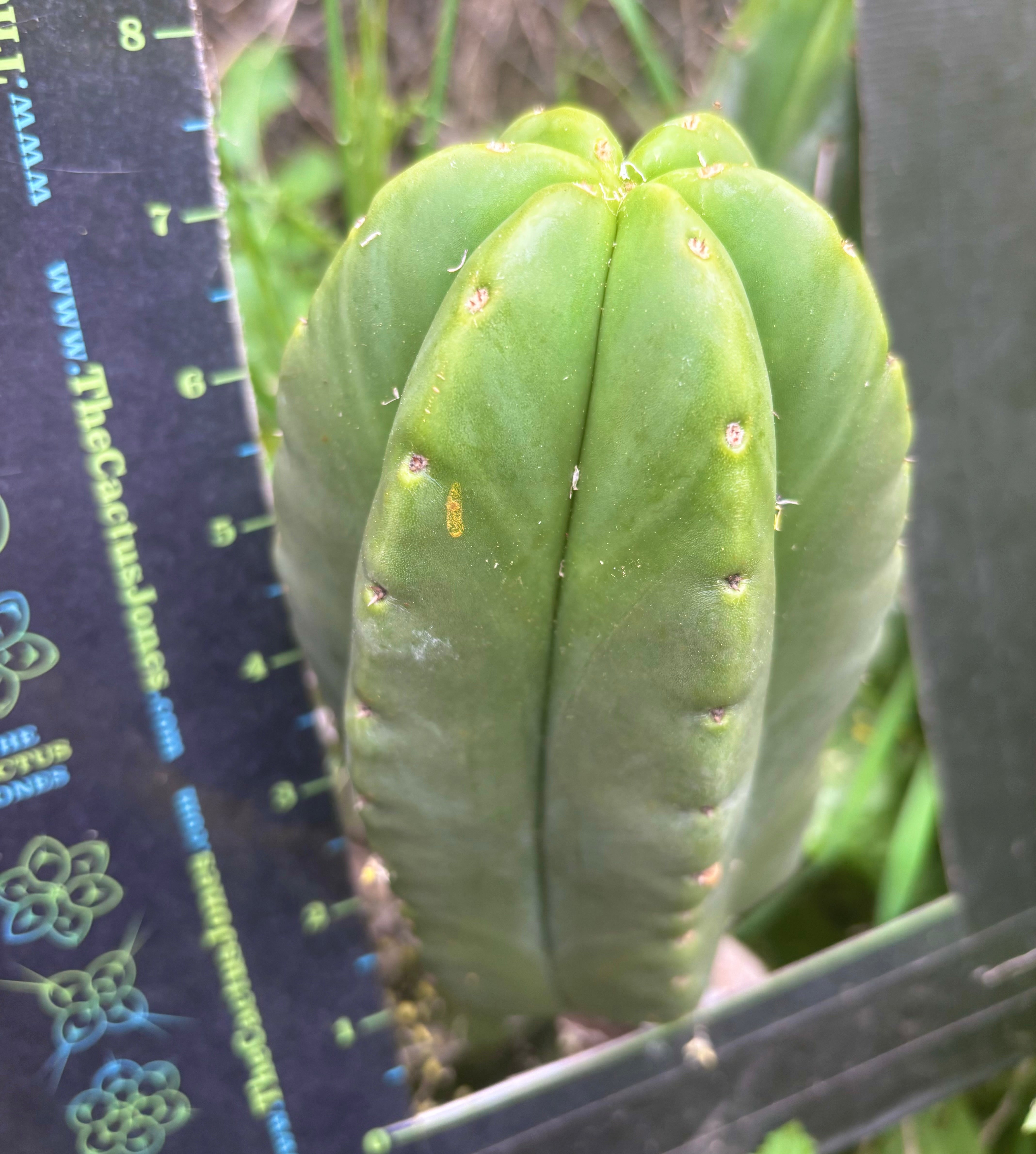 👑💎 Mesa Gardens Scop — Fat 7” Melon Pup