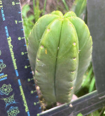 👑💎 Mesa Gardens Scop — Fat 7” Melon Pup