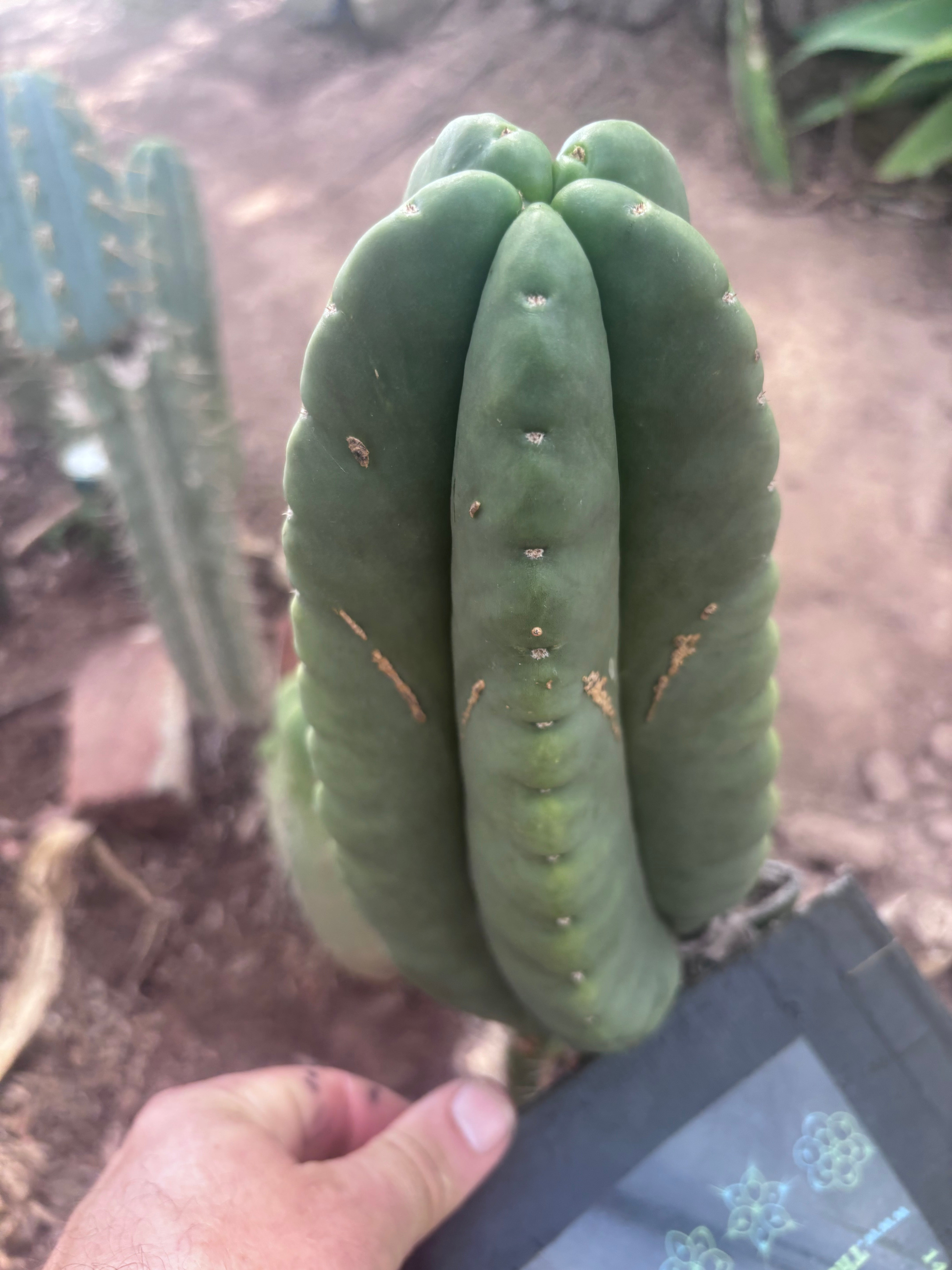 💎👑💎🌶️ Ferah — XL 9” Melon