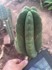 💎👑💎🌶️ Ferah — XL 9” Melon