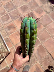👑 Icaros — 14” Tip