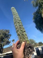 👑🌶️ Lumberjack— Fully Rooted 12” Tip