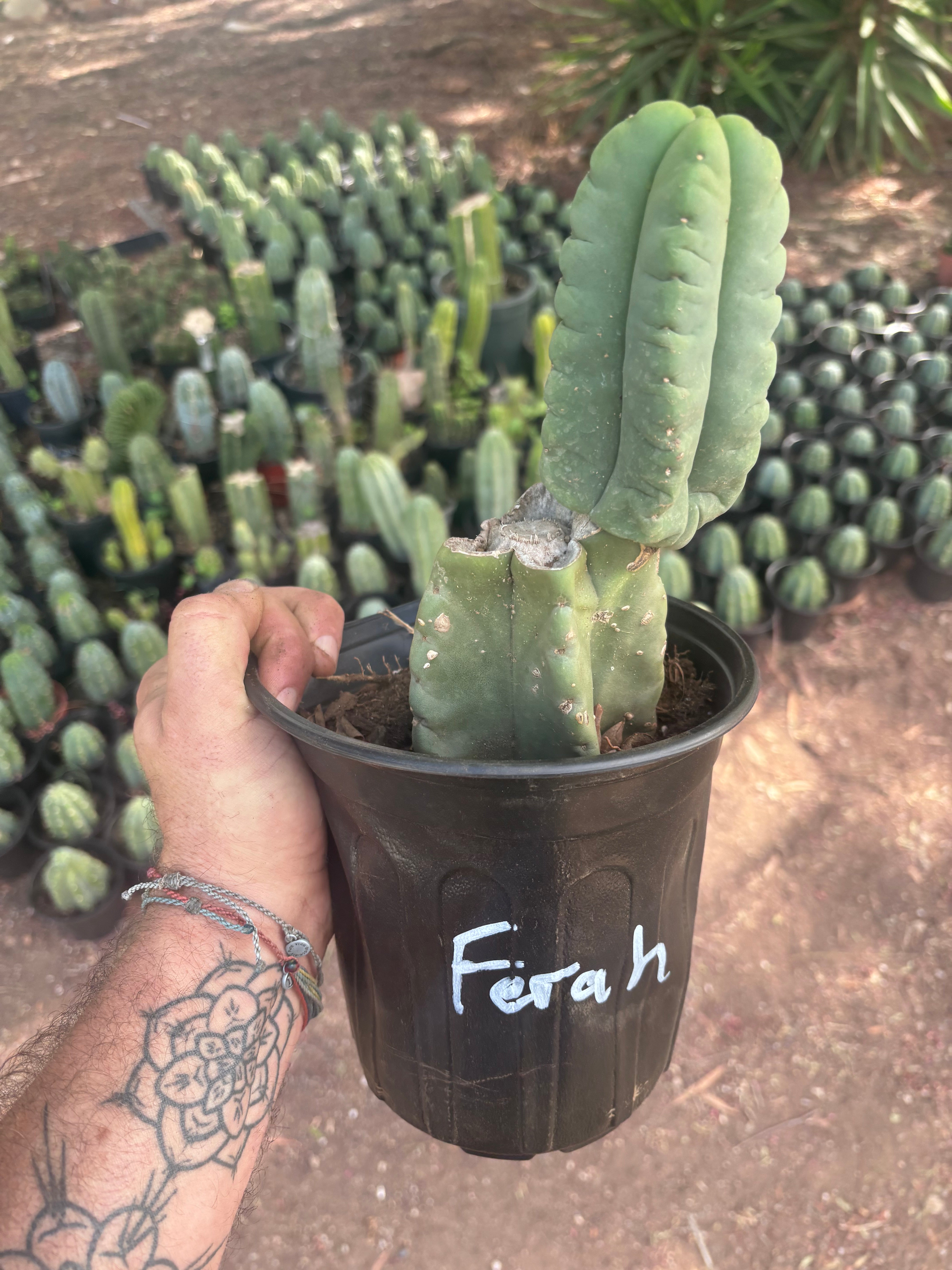 💎👑💎🌶️ Ferah — Rooted Mid with Fourwang Pup