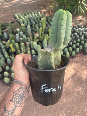 💎👑💎🌶️ Ferah — Rooted Mid with Fourwang Pup
