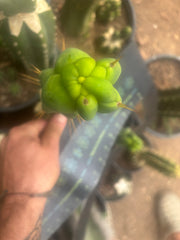 💎👑🌶️ Sam02  — 7” Tip